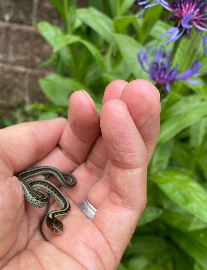 California Red-sided Garter Snake